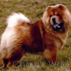 Chow's Who
