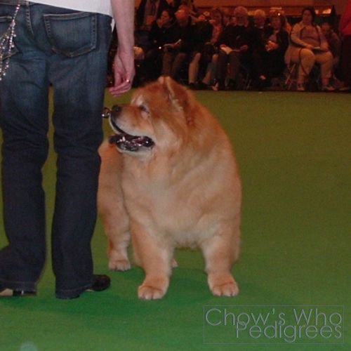 Chow's Who