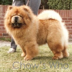 Chow's Who
