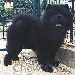 Chow's Who