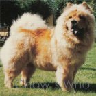 Chow's Who