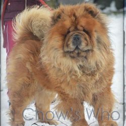 Chow's Who