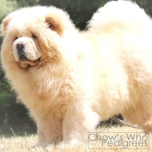 Chow's Who