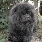 Chow's Who