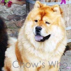 Chow's Who