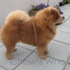 Chow's Who