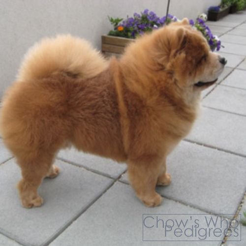 Chow's Who