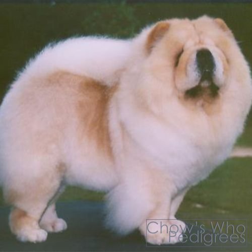 Chow's Who