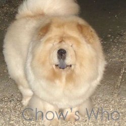 Chow's Who