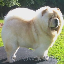 Chow's Who