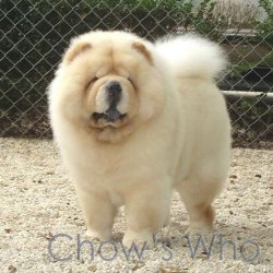 Chow's Who