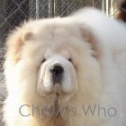 Chow's Who
