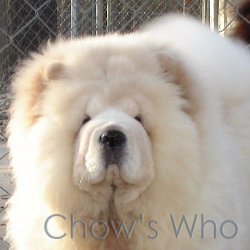 Chow's Who