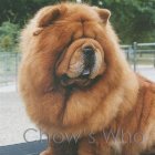 Chow's Who