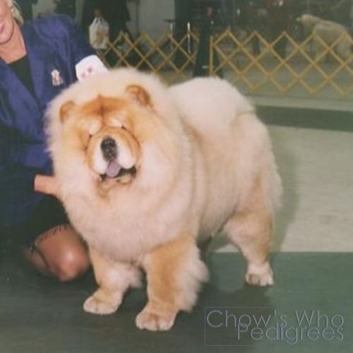 Chow's Who