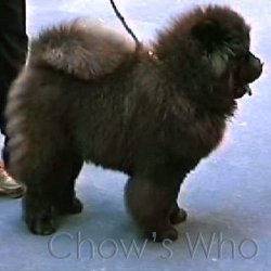 Chow's Who