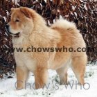 Chow's Who