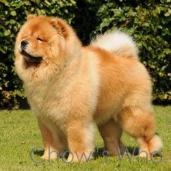 Chow's Who