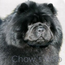Chow's Who