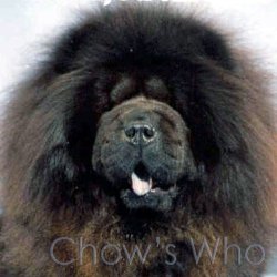 Chow's Who