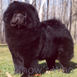 Chow's Who