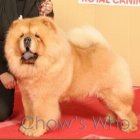 Chow's Who