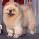 Chow's Who