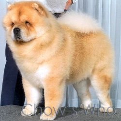 Chow's Who