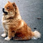 Chow's Who