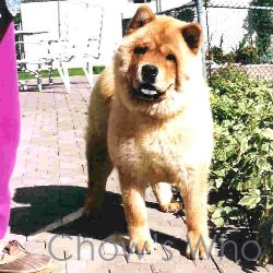 Chow's Who