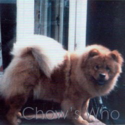 Chow's Who