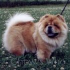 Chow's Who