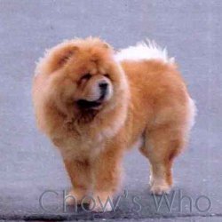 Chow's Who