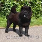 Chow's Who