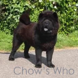 Chow's Who