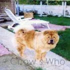Chow's Who