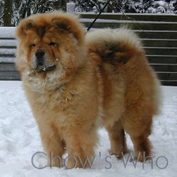 Chow's Who
