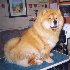 Chow's Who