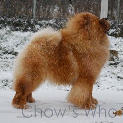 Chow's Who