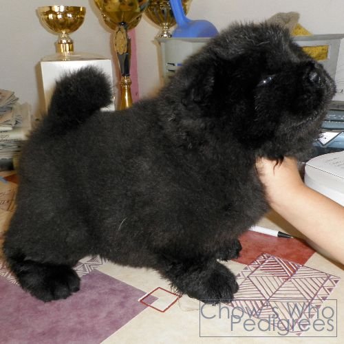 Chow's Who