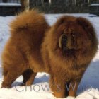 Chow's Who