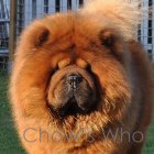 Chow's Who