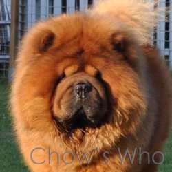 Chow's Who