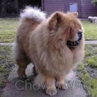 Chow's Who