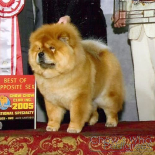 Chow's Who
