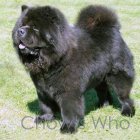 Chow's Who