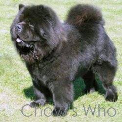 Chow's Who