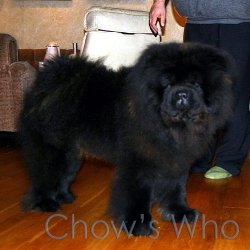Chow's Who