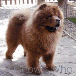 Chow's Who