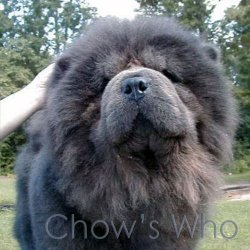 Chow's Who